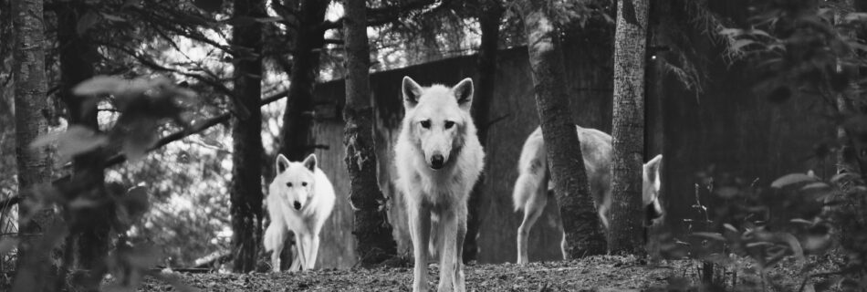 matka matce wilkiem?